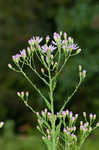 Tatarian aster